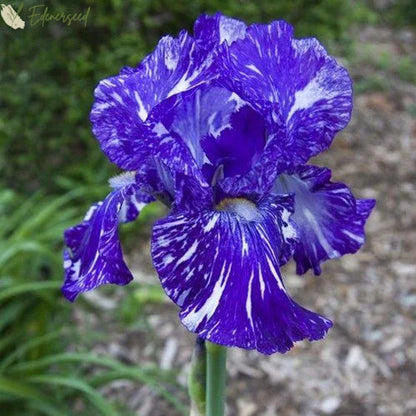 Multi Iris Seeds: Vibrant, Resilient, and Spectacular Blooms