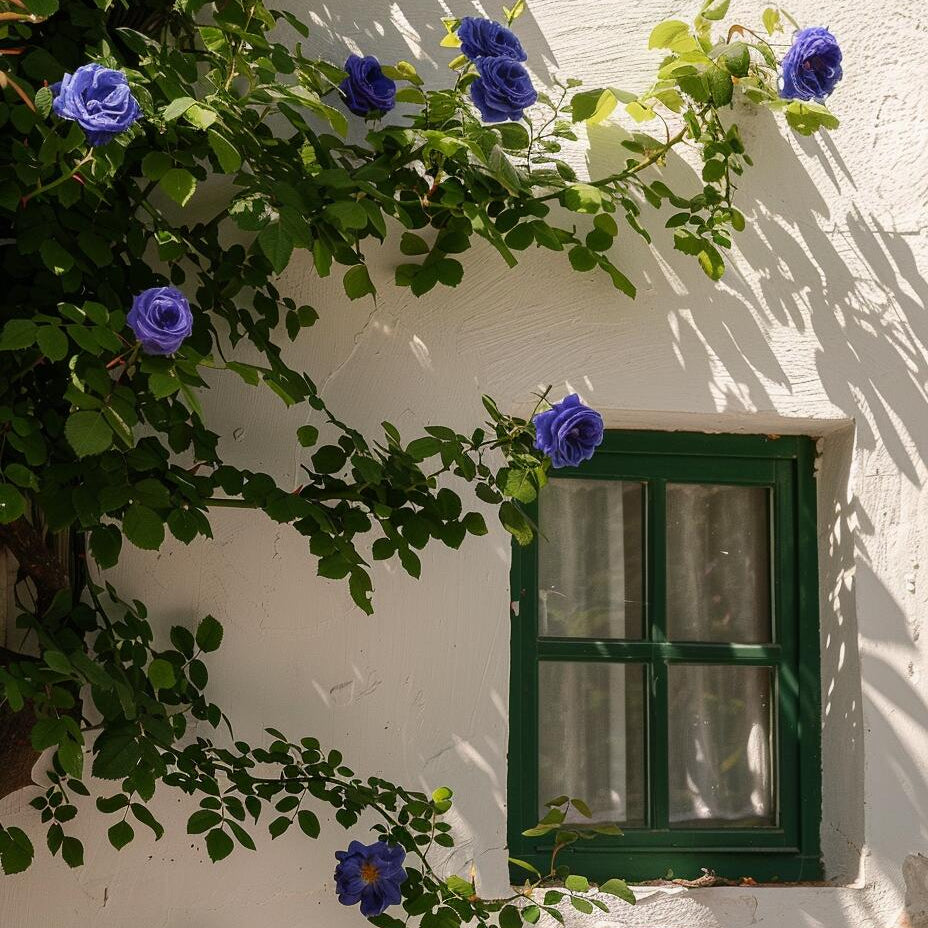 🩷Rare Climbing Rose Seeds