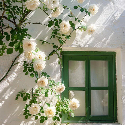 🩷Rare Climbing Rose Seeds