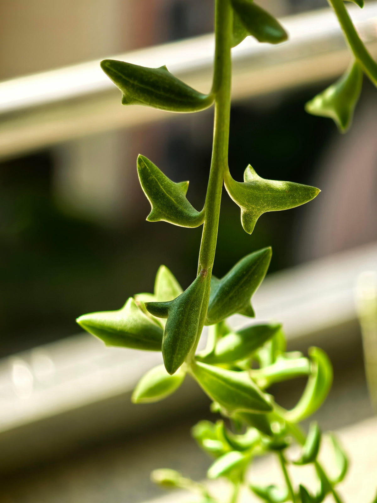 Exotic "Dolphin Necklace" Succulent Seeds