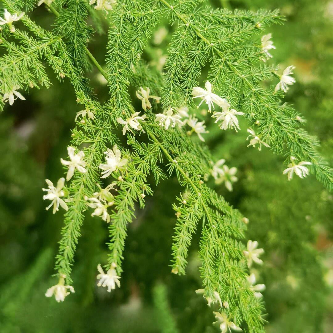 Lucky Bamboo Fern Seeds