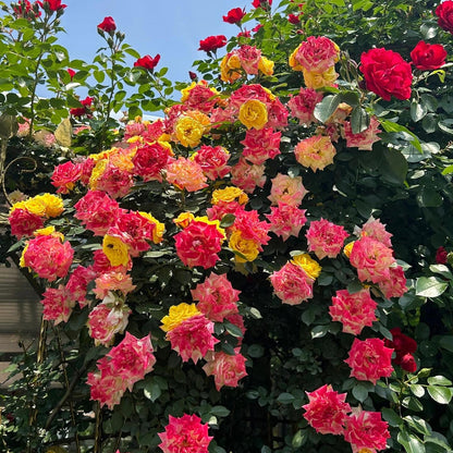 🩷Rare Climbing Rose Seeds