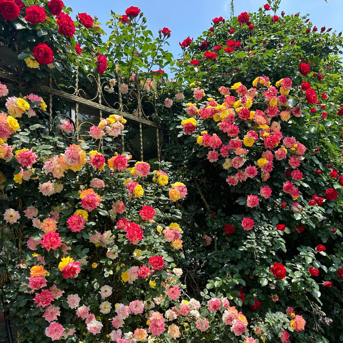 🩷Rare Climbing Rose Seeds
