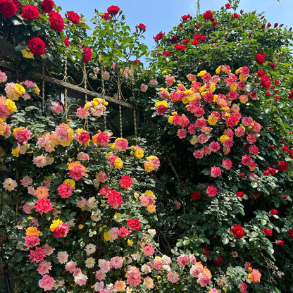 🩷Rare Climbing Rose Seeds
