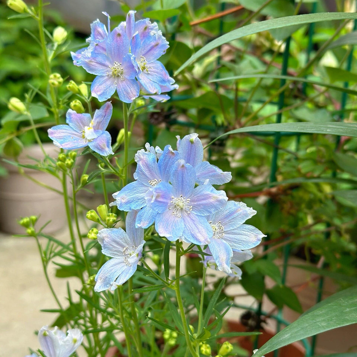 Petunia Seeds for Hanging Baskets & Gardens