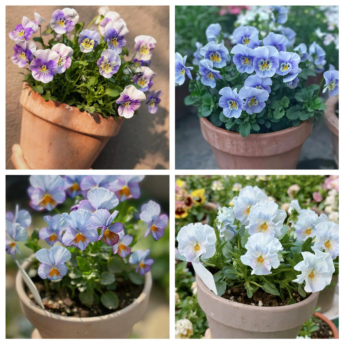 Petunia Seeds for Hanging Baskets & Gardens