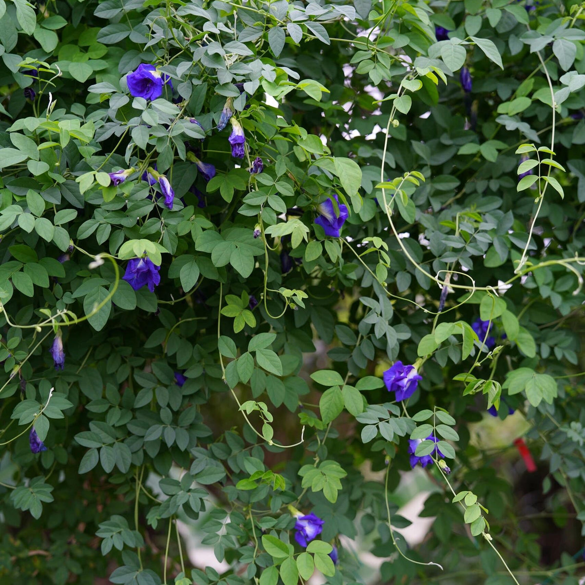 Magic Color-Changing Butterfly Pea Seeds –  Wellness Superflower