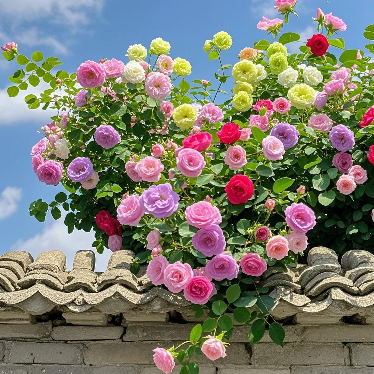 🩷Rare Climbing Rose Seeds