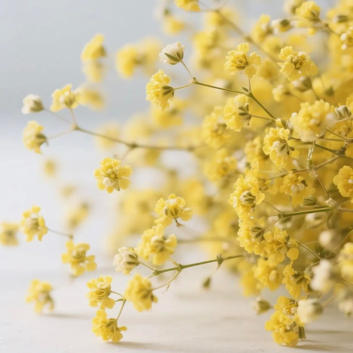 Grow a Starry Garden at Home – Premium Baby’s Breath Seeds