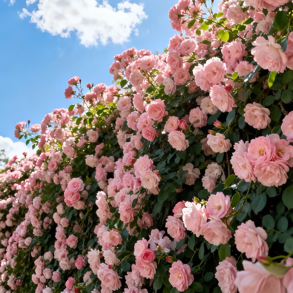 🩷Rare Climbing Rose Seeds