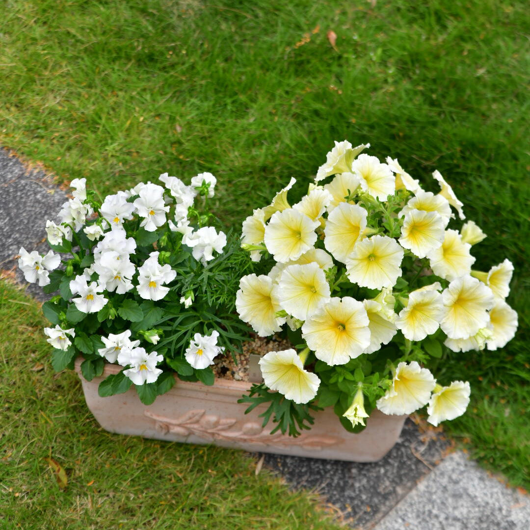 Petunia Seeds for Hanging Baskets & Gardens