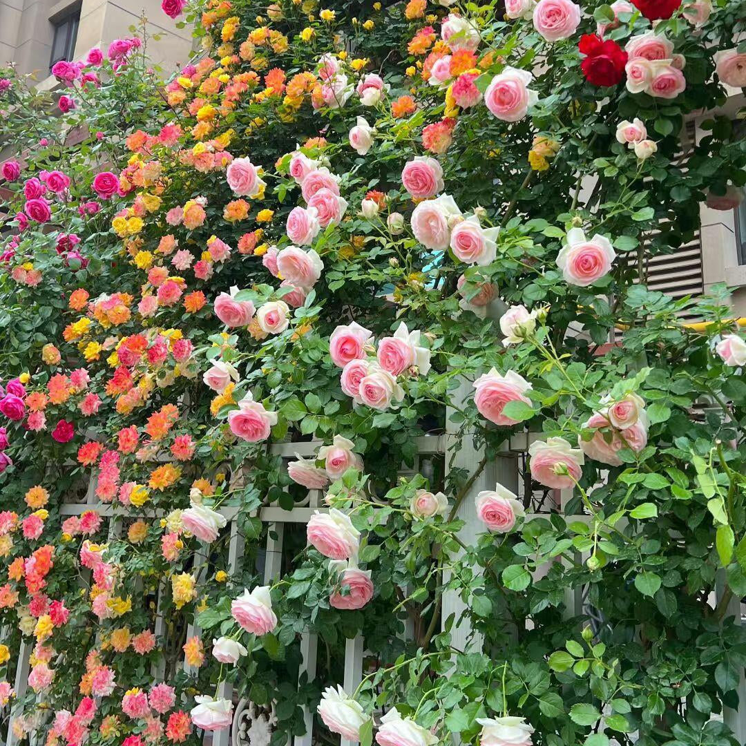 🩷Rare Climbing Rose Seeds