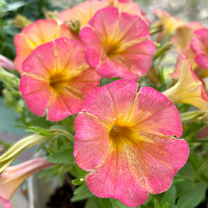 Petunia Seeds for Hanging Baskets & Gardens