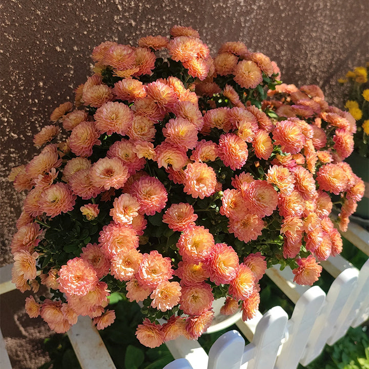 🌸Candy Chrysanthemum Seeds