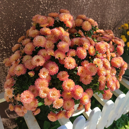 🌸Candy Chrysanthemum Seeds