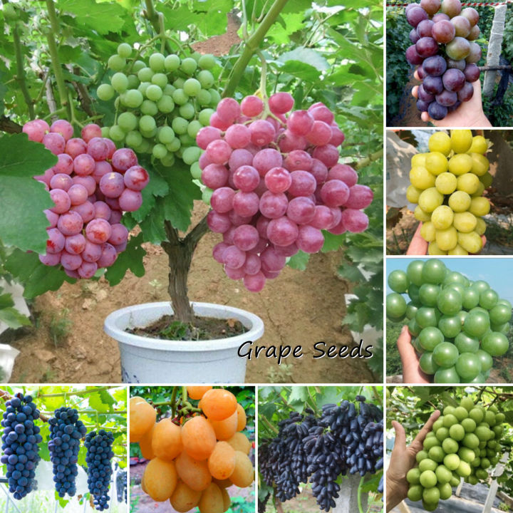 🍇Potted Grape Vine Seeds