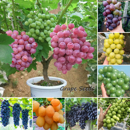 🍇Potted Grape Vine Seeds