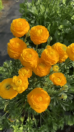 🌺Persian Buttercup Ranunculus Mixed Corms, Beautiful Spring Blooms for Home Garden