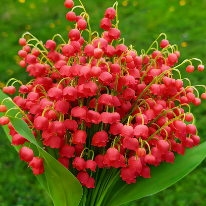 Lily of the Valley Bulbs