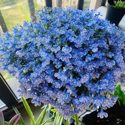 Lobelia Seeds - One of the best edging plants