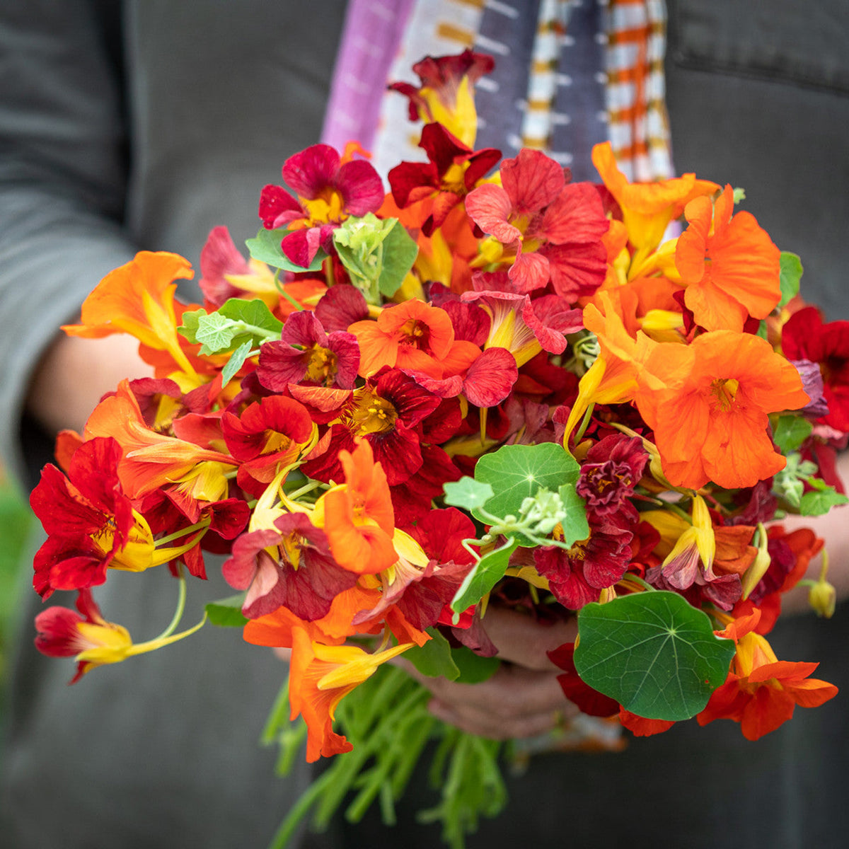 Nasturtium Seeds– Edible Flower for Salads & Garden Color🌼