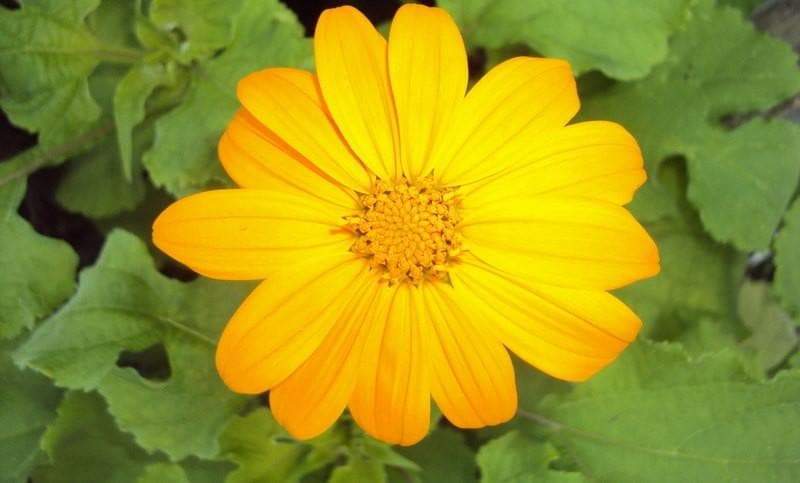 Mexican Sunflower Seeds - Yellow (Tithonia Speciosa Yellow Torch)  Seeds.