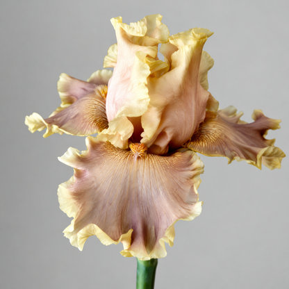 ⚜️German Bearded Iris Bulbs-Dramatic Ruffled Blooms•Lasting Perennial Beauty