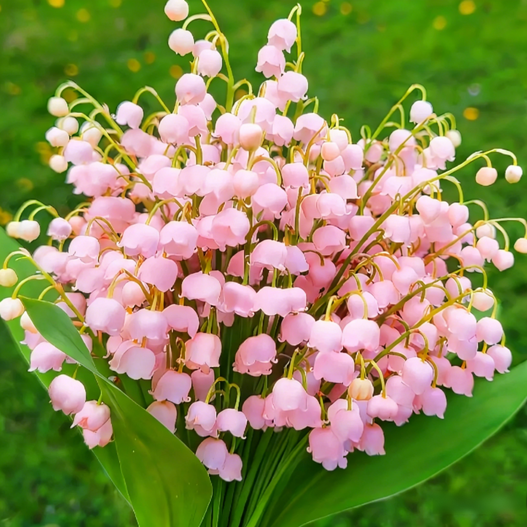 Lily of the Valley Bulbs