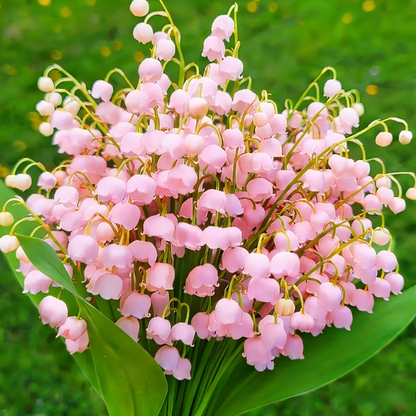 Lily of the Valley Bulbs