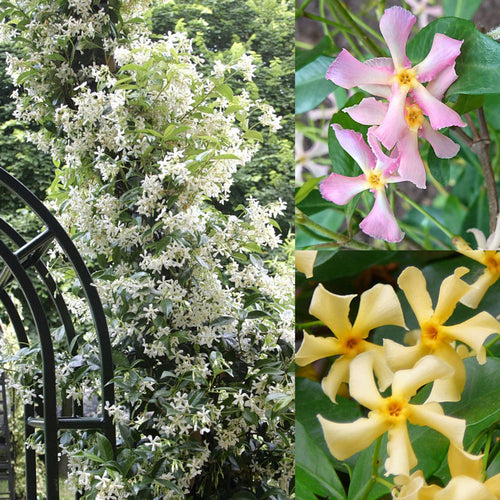 🌟Star Jasmine🌟