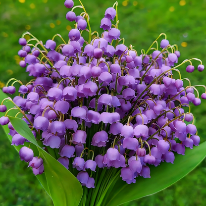 Lily of the Valley Bulbs
