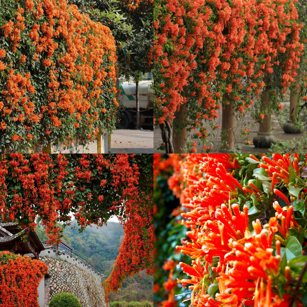 🧡Pyrostegia Venusta Flower