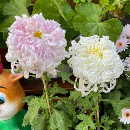 Chrysanthemum Flower Seeds- Elegant Flower