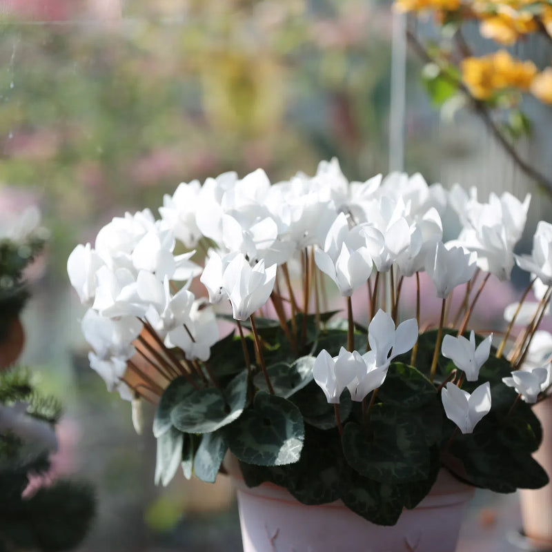 🌸 Fragrant Cyclamen Bulbs-Sweet Scent, Simple Care