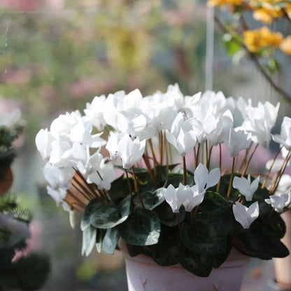 🌸 Fragrant Cyclamen Bulbs-Sweet Scent, Simple Care