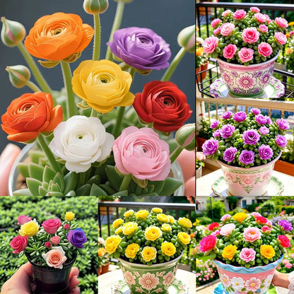 🪴Double-flowered Rose Orchid Bulbs-Cold-resistant and fragrant