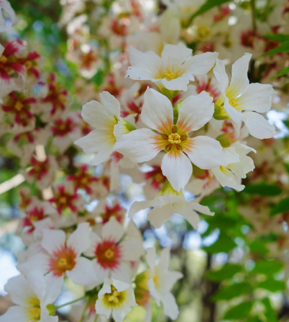 Xanthoceras Sorbifolia Flower🌺Flowers Bloom And Good Luck Comes