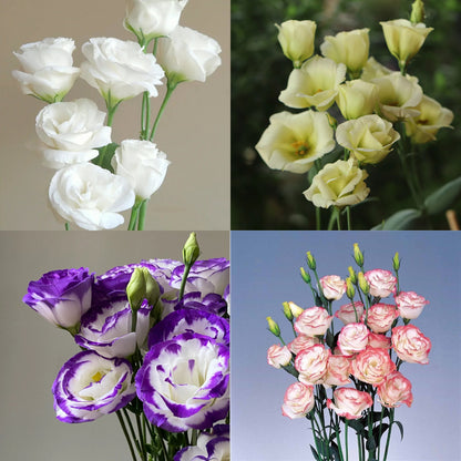 💐Lisianthus – Timeless Beauty, Everlasting Love💫