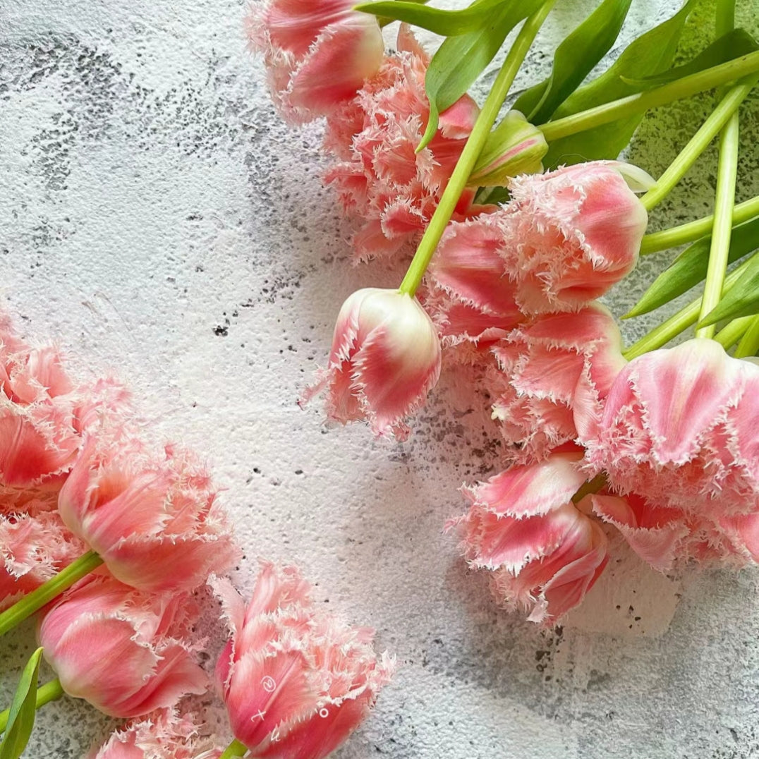 Bonsai Rare Color Tulip Seeds