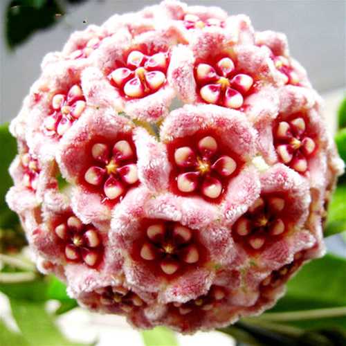 Egrow 20Pcs/Pack Hoya Seeds Potted Seed Hoya Carnosa Flower Seed Garden Plants