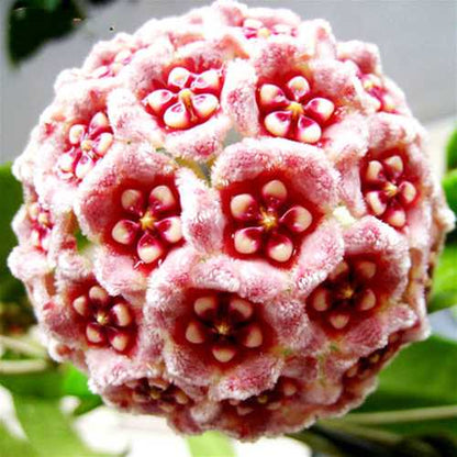 Egrow 20Pcs/Pack Hoya Seeds Potted Seed Hoya Carnosa Flower Seed Garden Plants