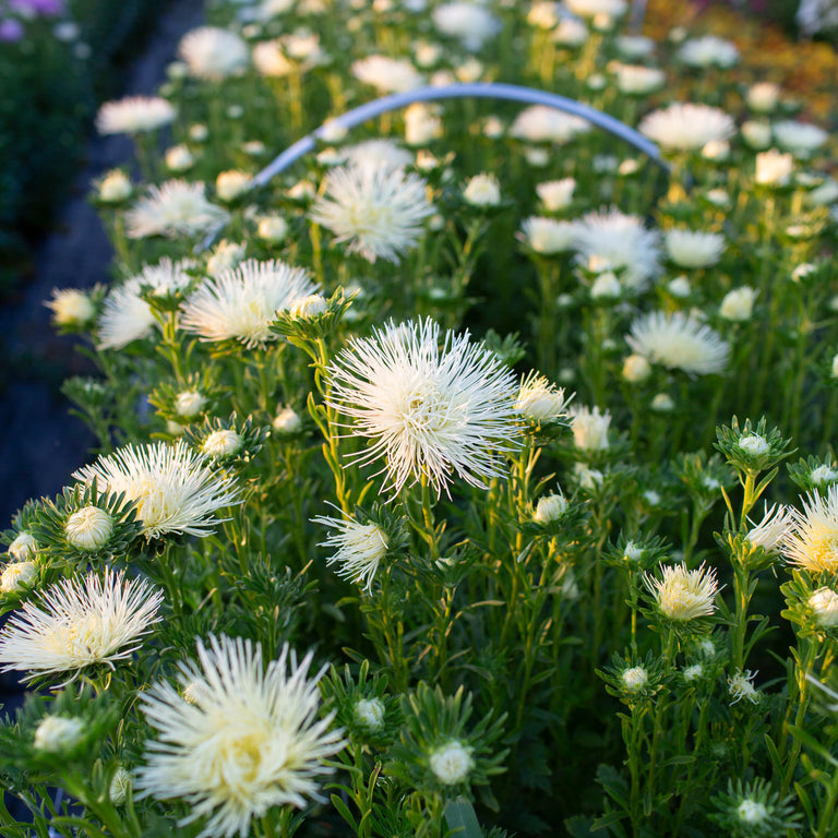 China Aster Valkyrie Yellow