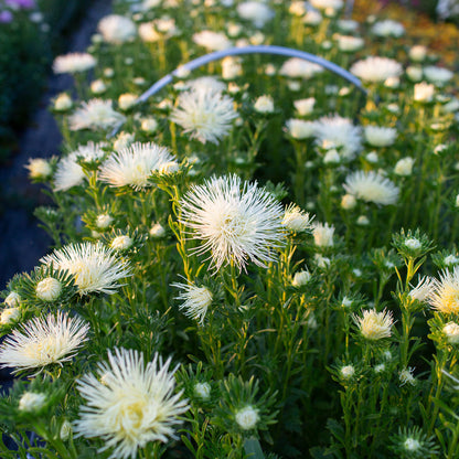 China Aster Valkyrie Yellow