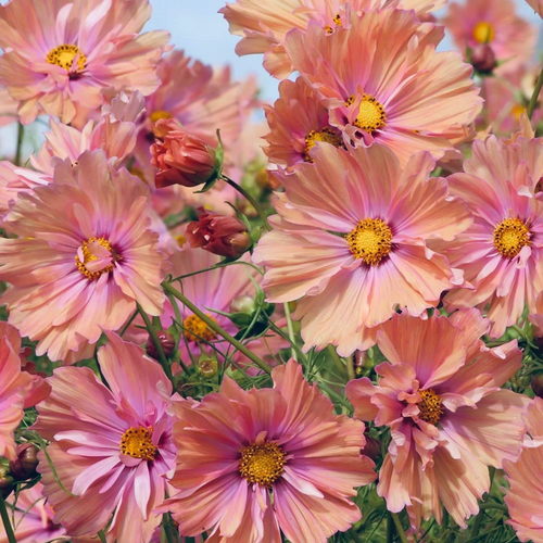 🌺Cosmos - Blooming Means Happiness And Luck