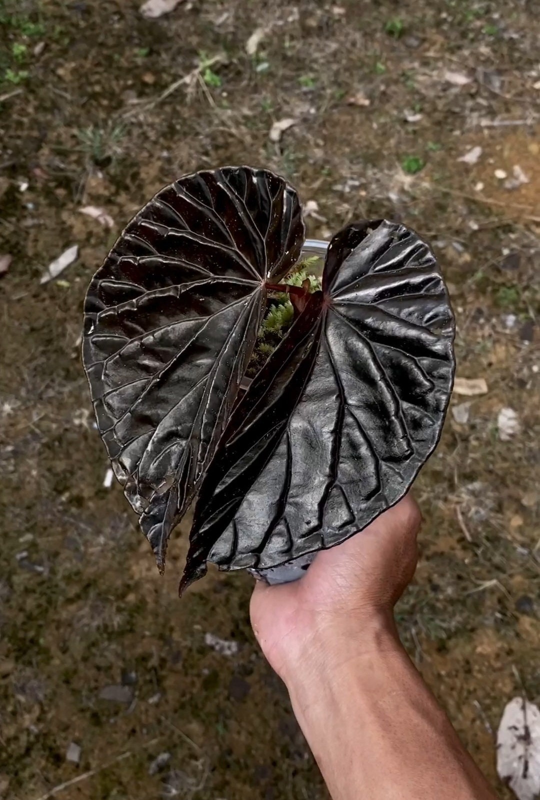 Uniqueness of Begonia Black Blood