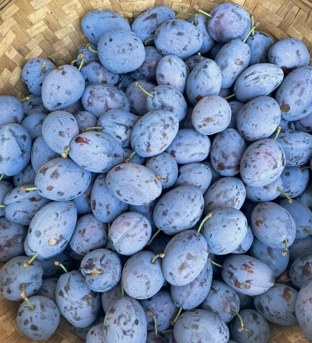 Damson Blue Plums Fruit Seeds
