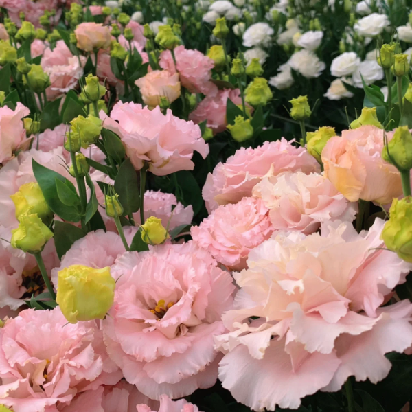 🌺Lisianthus - Sincere Love
