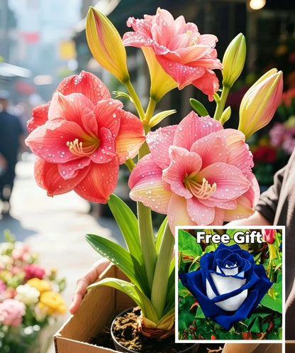 🌺 Amaryllis Bulbs– Dramatic Blooms, Effortless Grace! 🌿✨