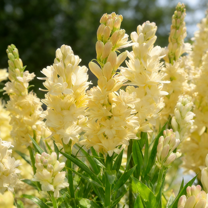 🌺Double Tuberose Bulbs