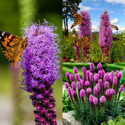 Garden Palette🦋Prairie Blazingstar